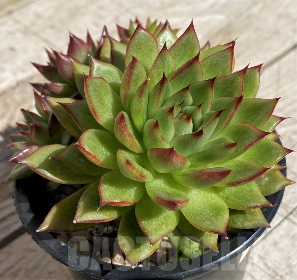 SH2920 Echeveria sp.