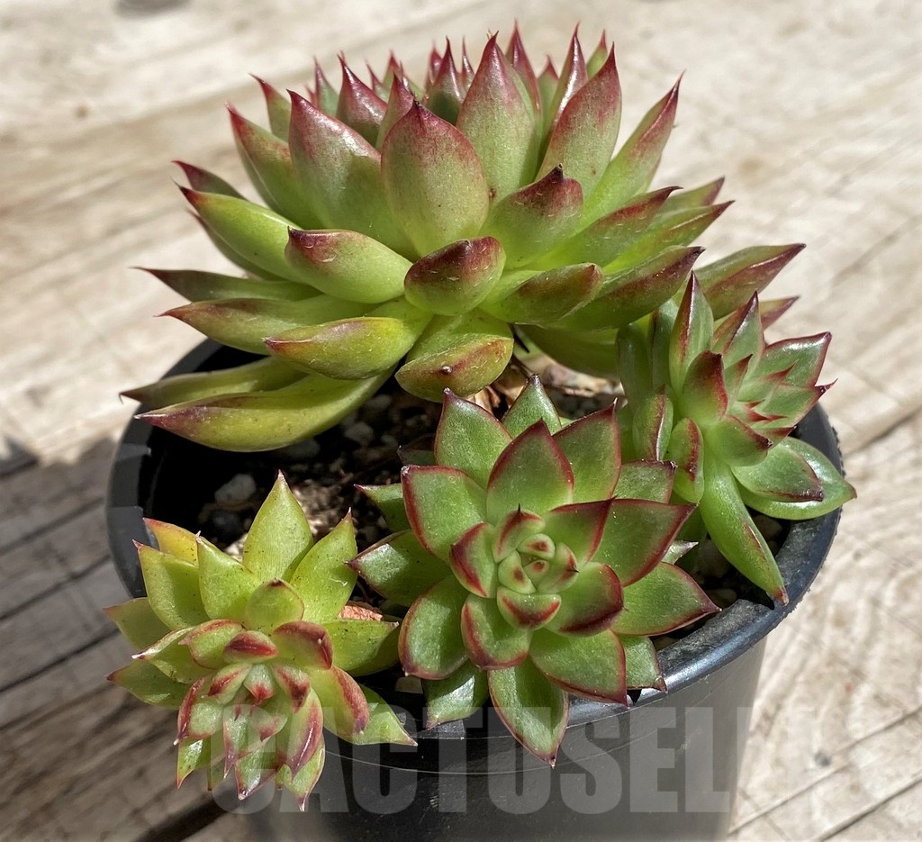 SH2920 Echeveria sp. - Image 2