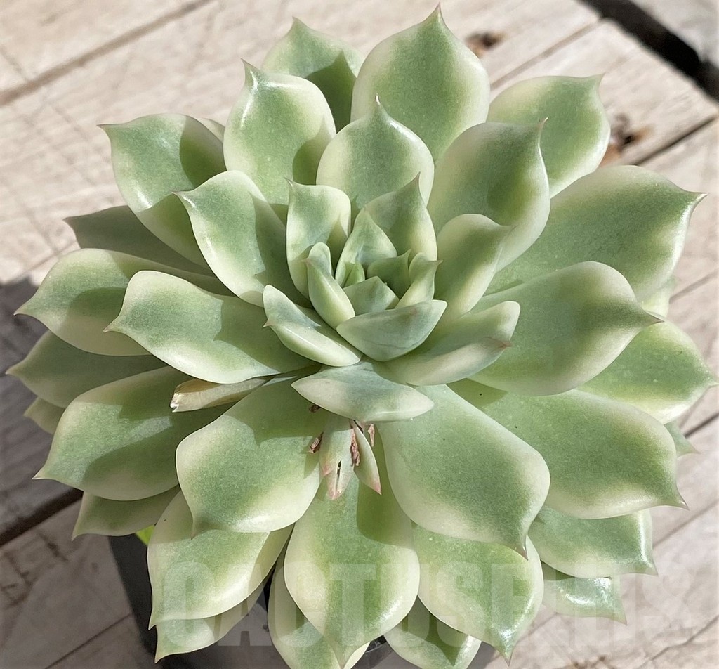 SH2954 Echeveria 'Alice' f. variegata