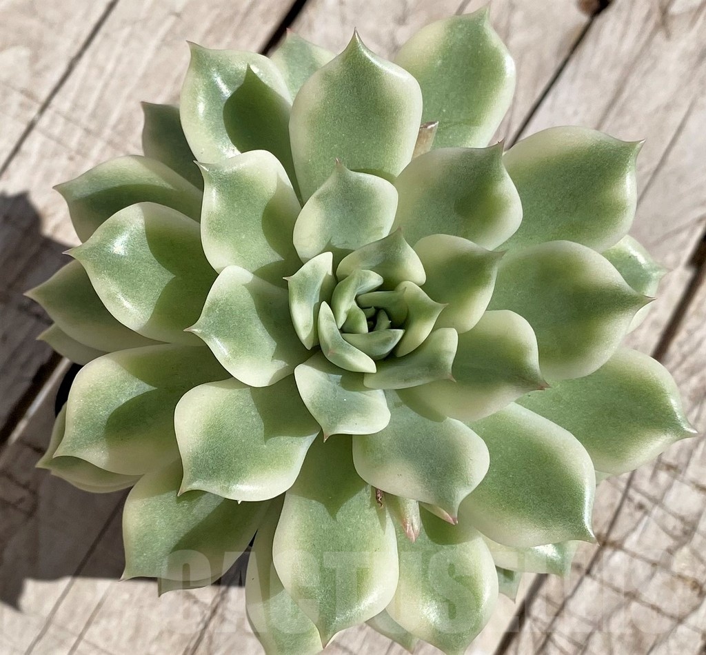 SH2954 Echeveria 'Alice' f. variegata - Image 2