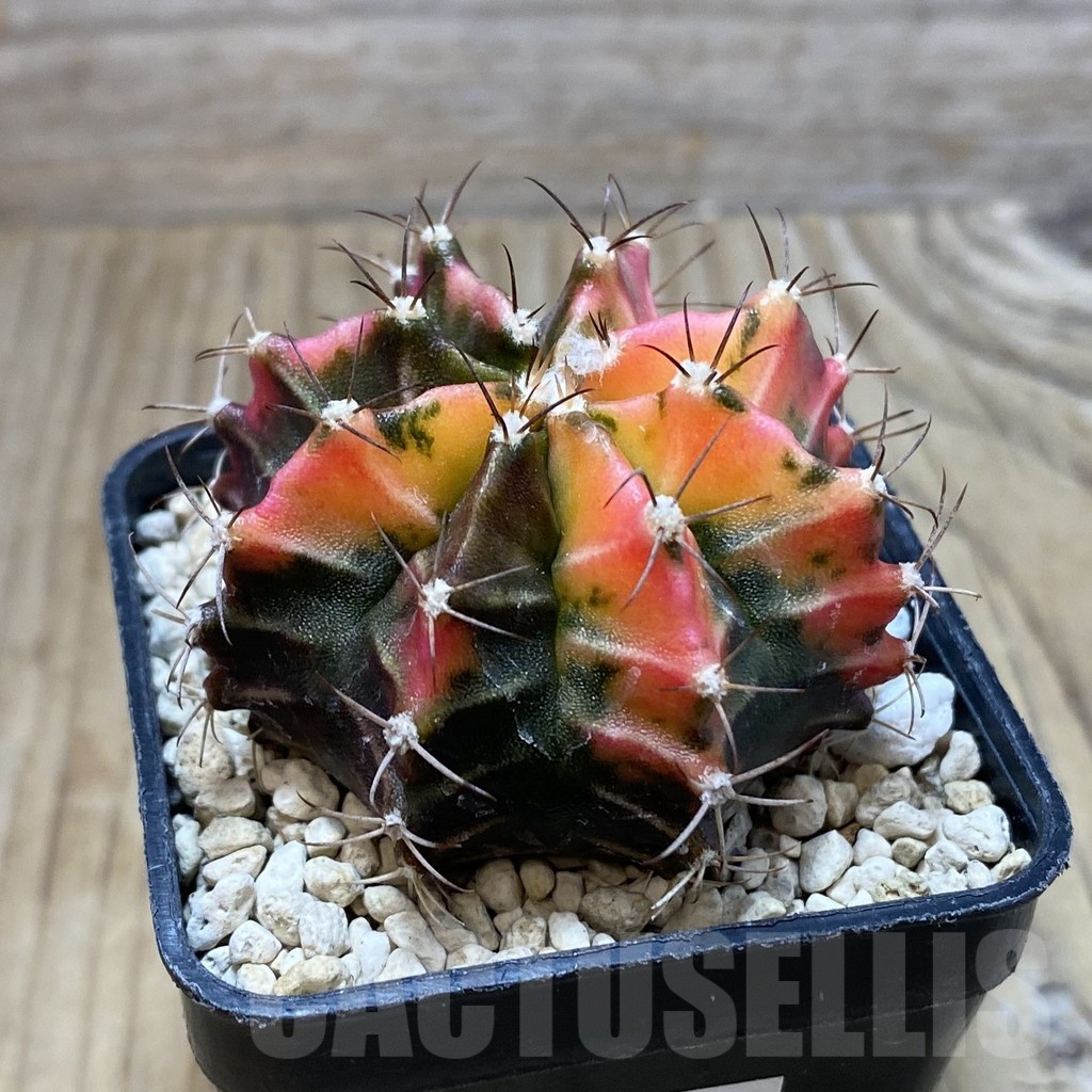 SH3014 Gymnocalycium mihanovichii f.variegata, seedling - Image 2