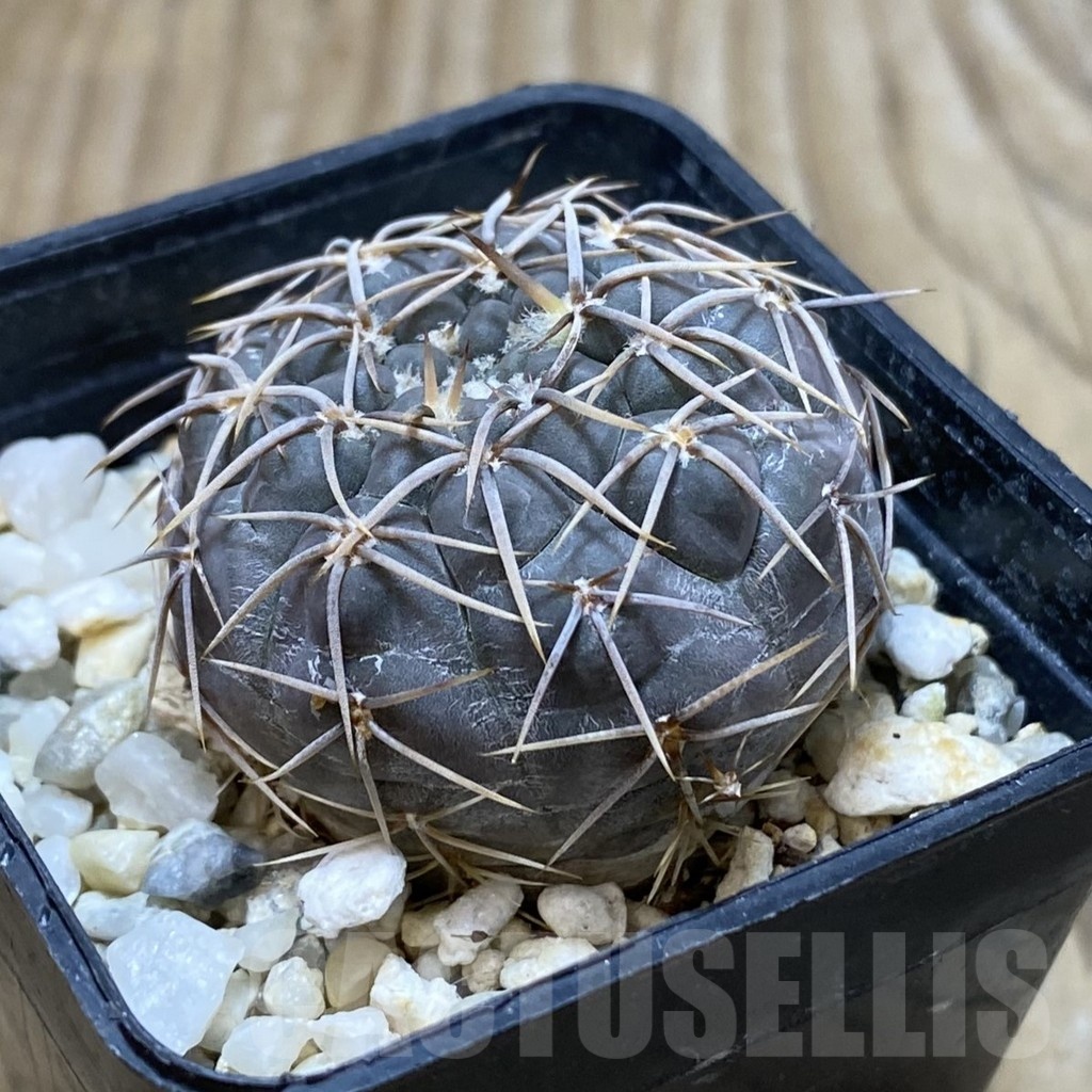 SH3021 Gymnocalycium borthii ssp. nogolense VG 412 - Image 2