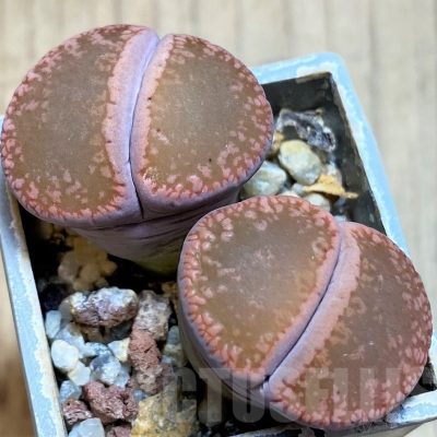 SH3157 Lithops aucampiae