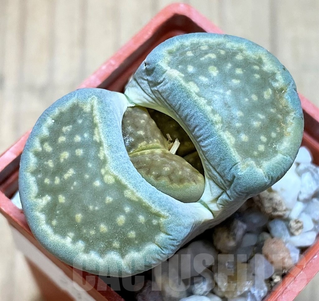 SH3172 Lithops hallii 'Green Soapstone'