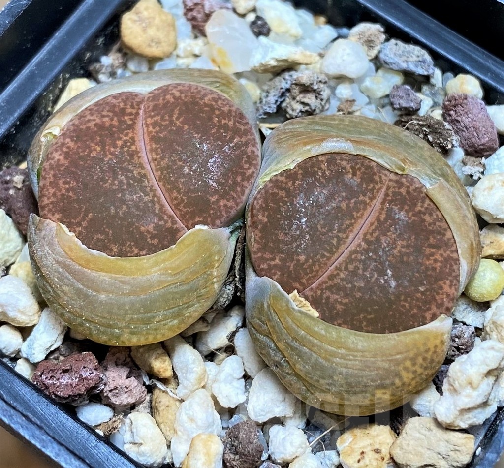 SH3196 Lithops aucampiae v. aucampiae