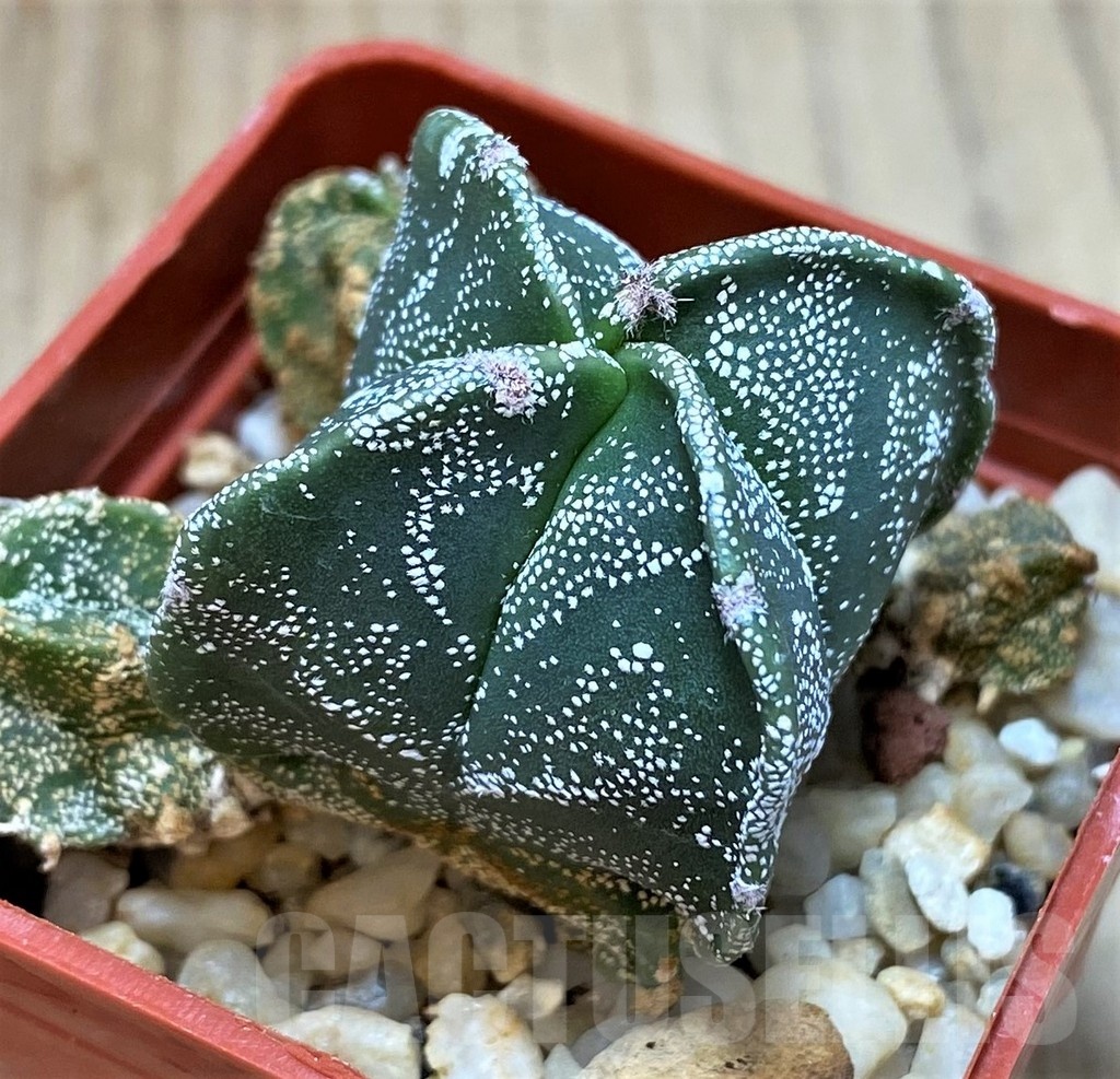 SH3419 Astrophytum myriostigma v. quadricostatum