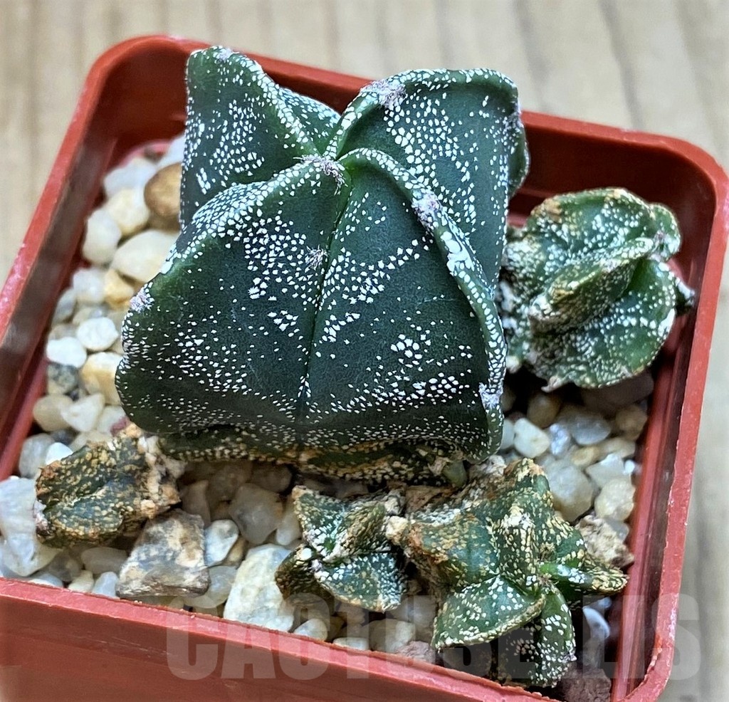 SH3419 Astrophytum myriostigma v. quadricostatum - Image 2