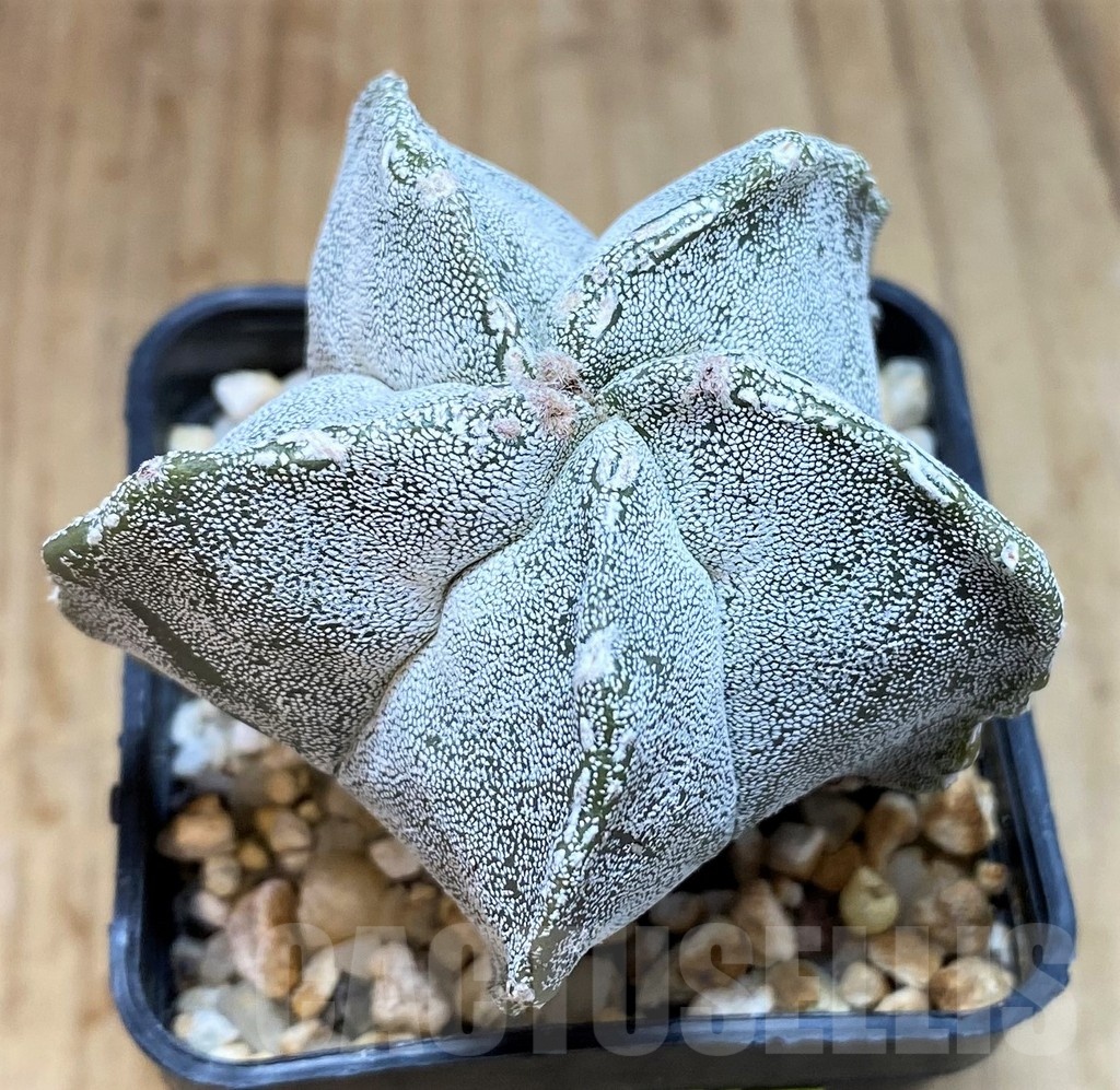SH3440 Astrophytum myriostigma ‘Onzuka’ hybrid