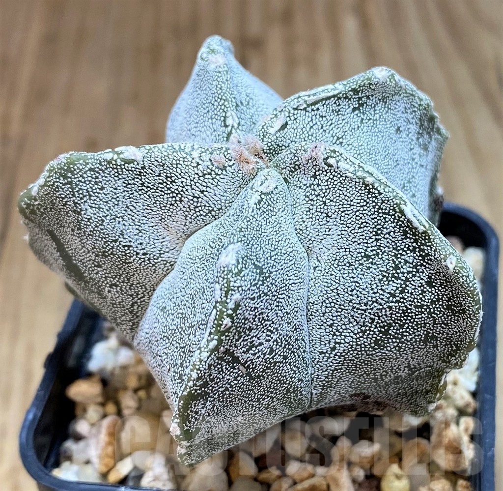 SH3440 Astrophytum myriostigma ‘Onzuka’ hybrid - Image 2