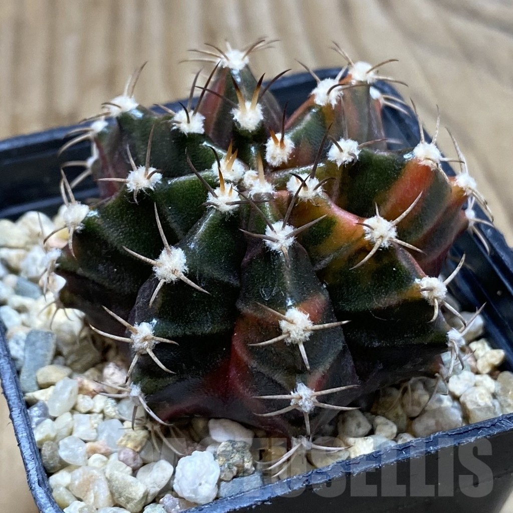 SH3505 Gymnocalycium mihanovichii ‘Sepia’, seedling - Image 2