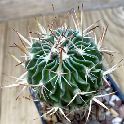 SH351 Stenocactus sp.