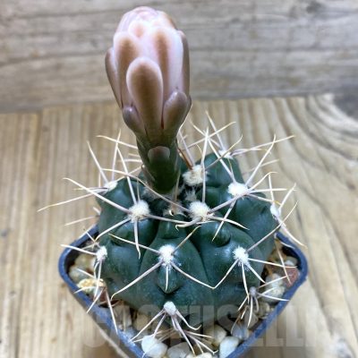 SH3895 Gymnocalycium sp. TOM 775/1, El Potrero 1189 m., Argentina