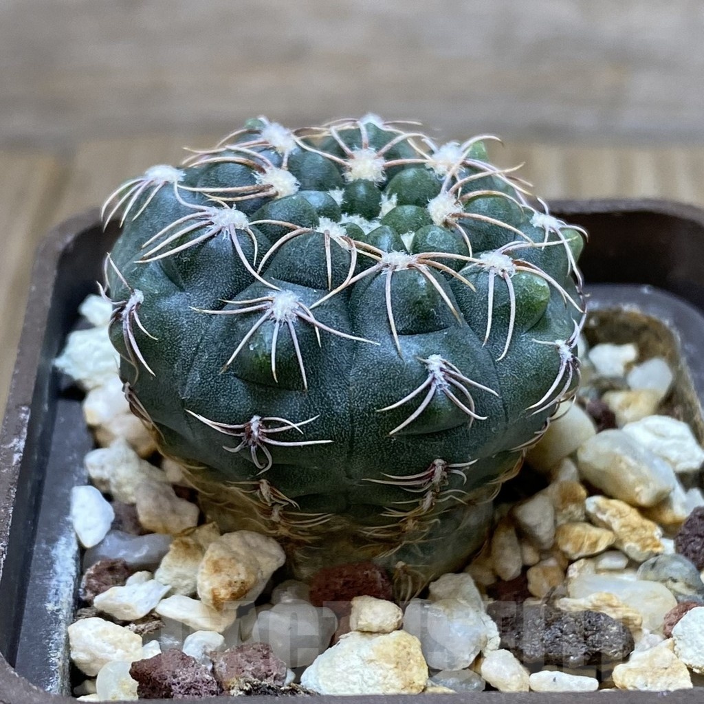 SH418 Gymnocalycium sutterianum P 191 - Image 2