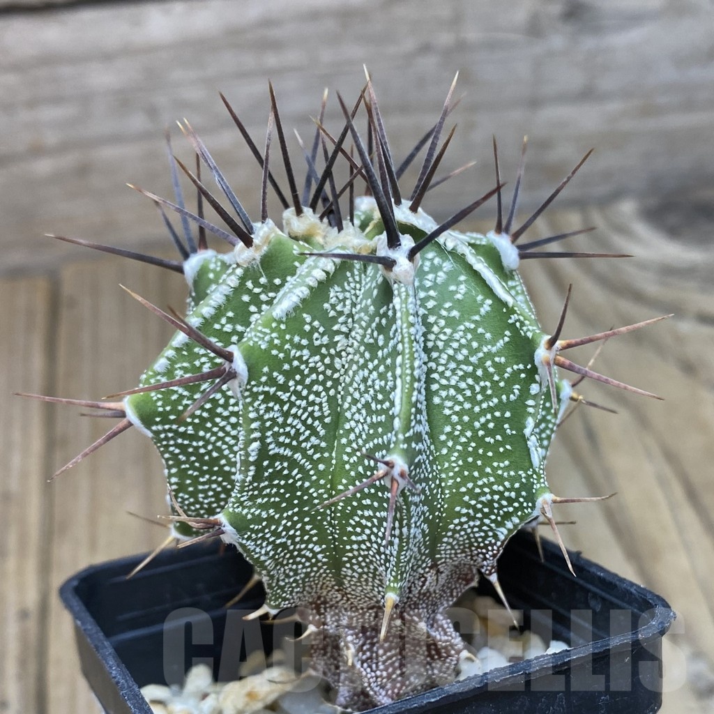 SH420 Astrophytum ornatum hybrid - Image 2