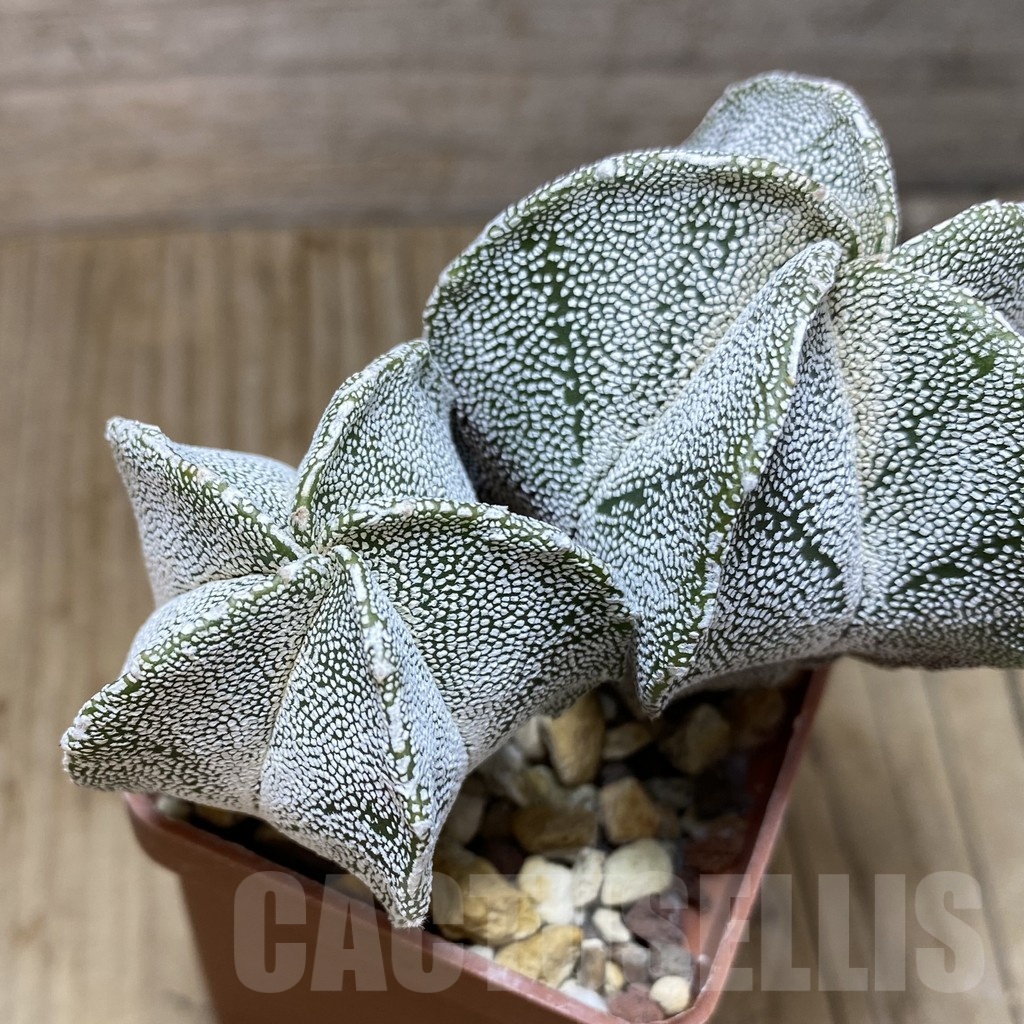 SH441 Astrophytum myriostigma 'Onzuka' hybrid - Image 3