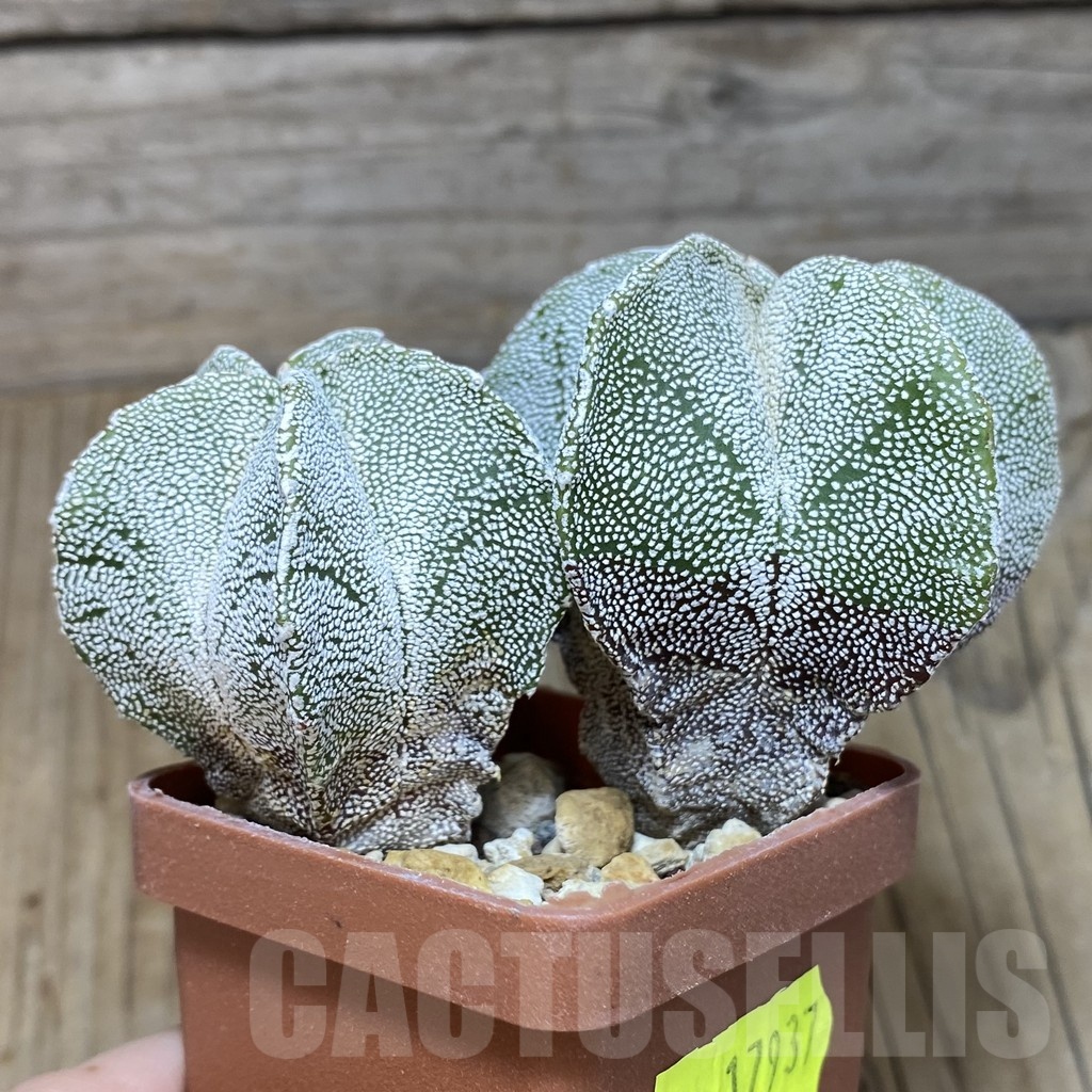 SH441 Astrophytum myriostigma 'Onzuka' hybrid - Image 2