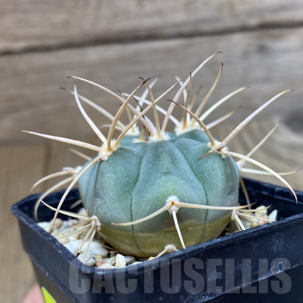 SH4615 Gymnocalycium bayrianum VG 639 - Image 2