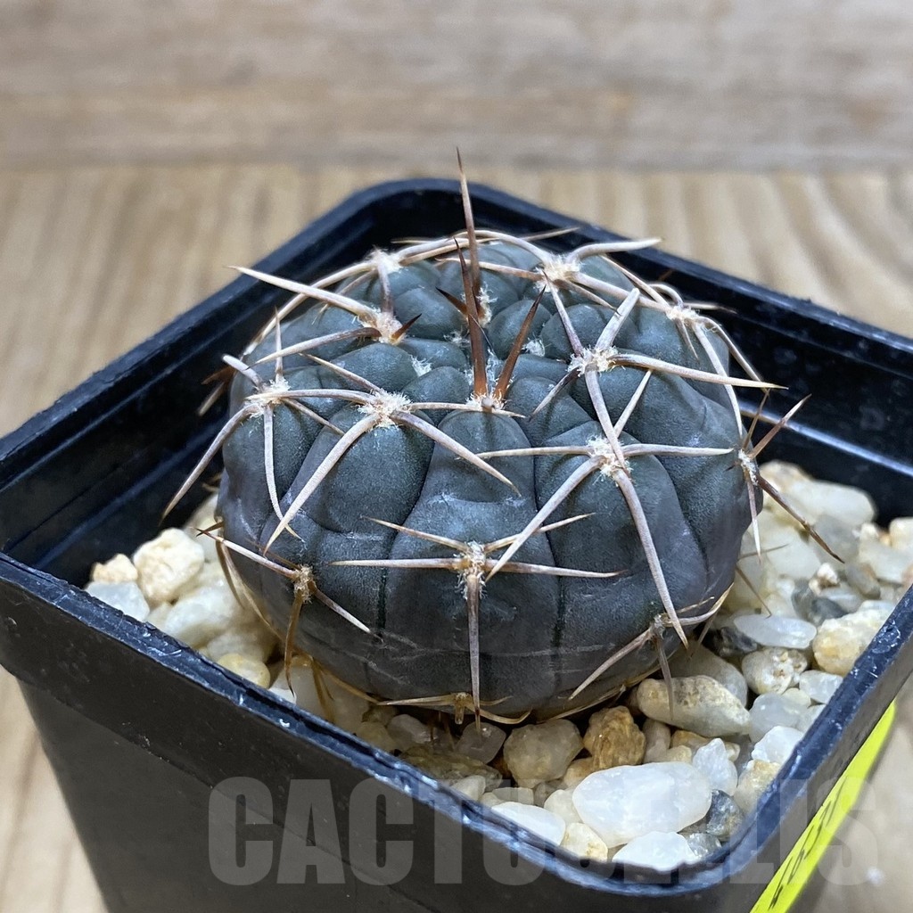 SH4631 Gymnocalycium borthii ssp. nogolense VG 412 - Image 2