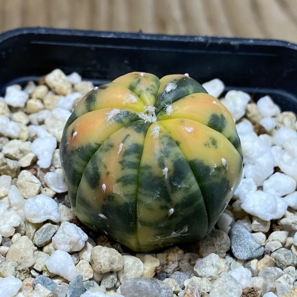 SH4657 Astrophytum asterias f. variegata - Image 2