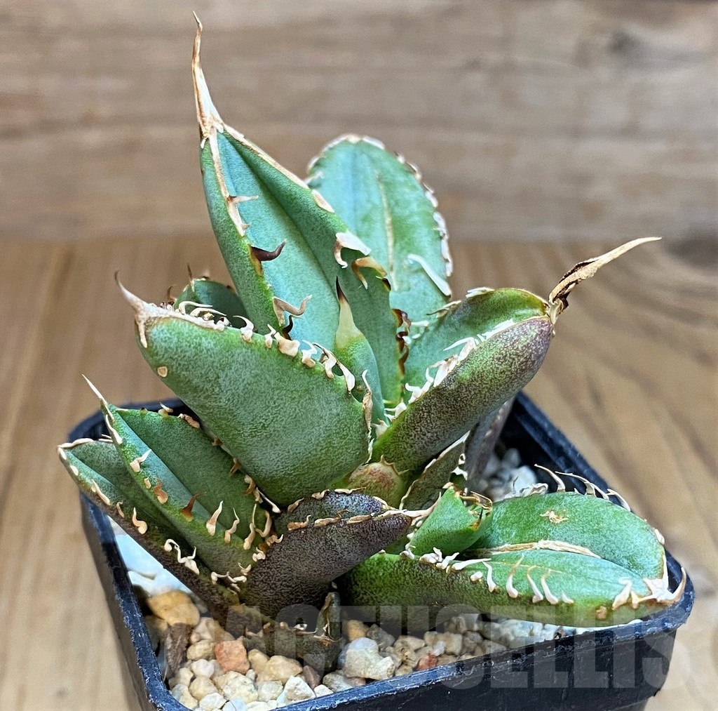 SH4709 Agave titanota ‘Sierra Mixteca’