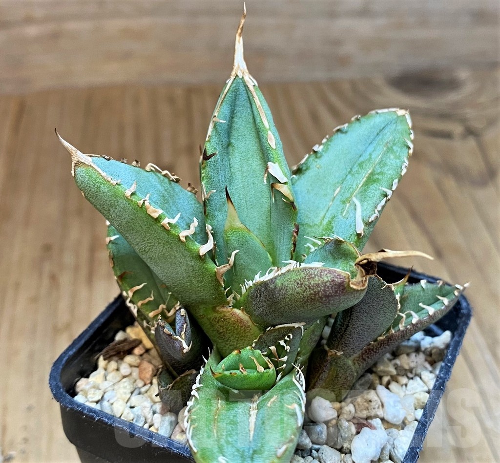 SH4709 Agave titanota ‘Sierra Mixteca’ - Image 2