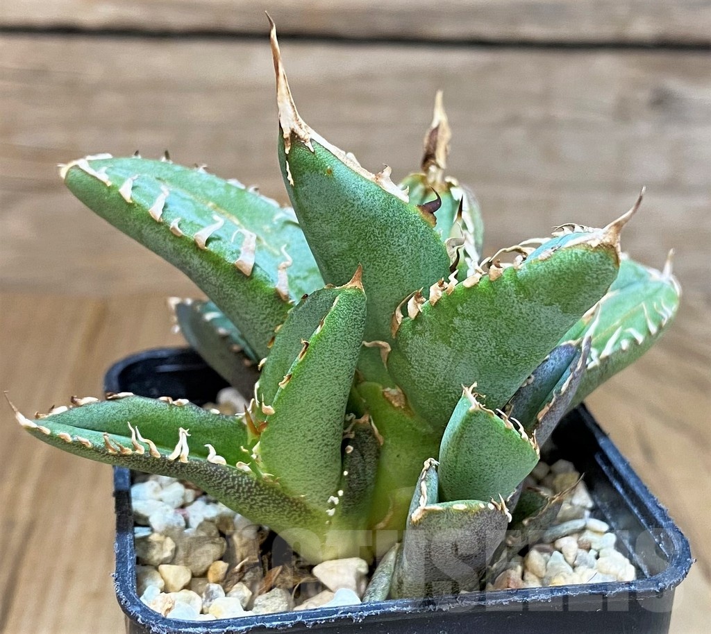 SH4709 Agave titanota ‘Sierra Mixteca’ - Image 3