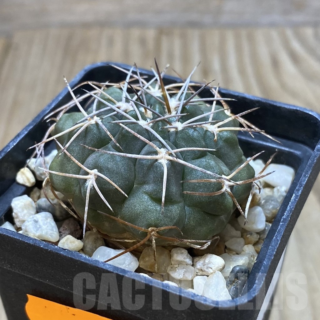SH471 Gymnocalycium rhodantherum TOM 15-845/1 - Image 2