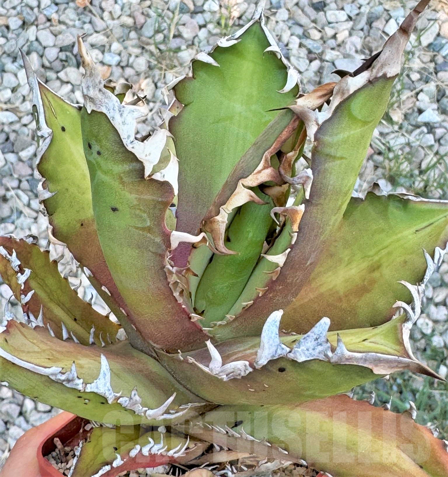 SH4714 Agave titanota 'Red Catweazle'