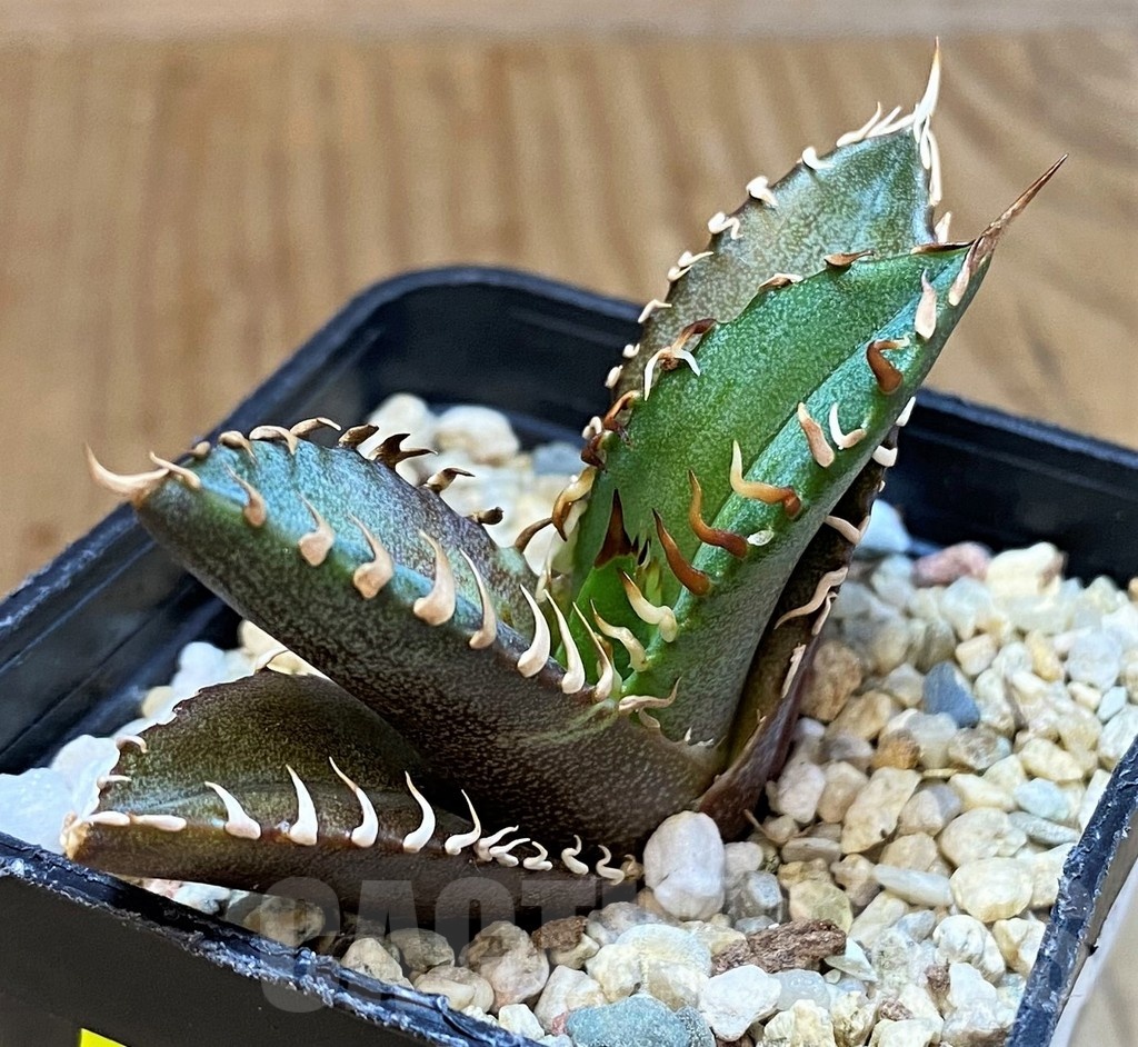 SH4714 Agave titanota 'Red Catweazle' - Image 2