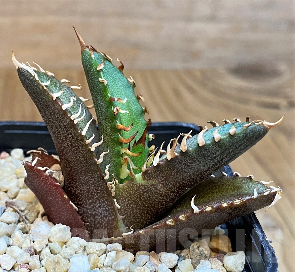 SH4714 Agave titanota 'Red Catweazle' - Image 3
