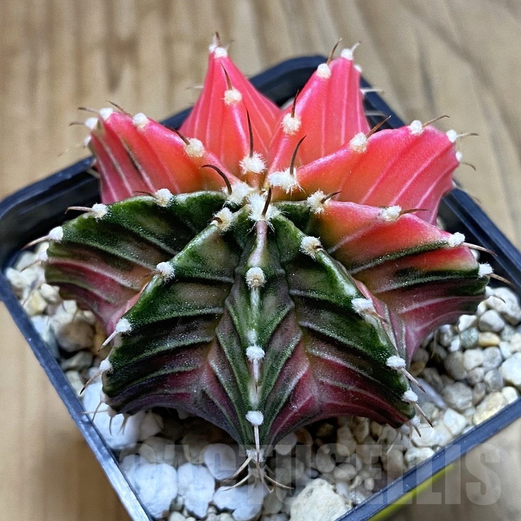 SH4774 Gymnocalycium friedrichii LB f. variegata, seedling - Image 2