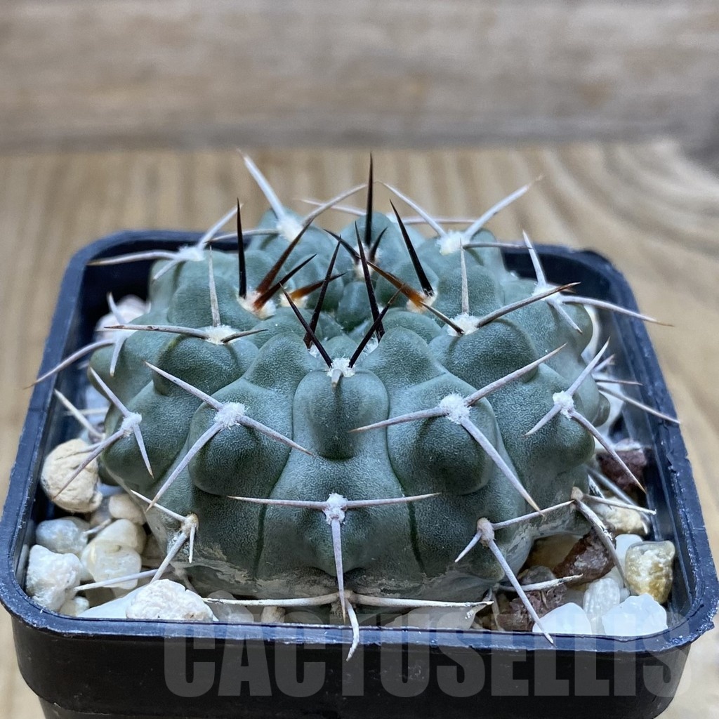 SH4888 Gymnocalycium intertextum, long spines - Image 2