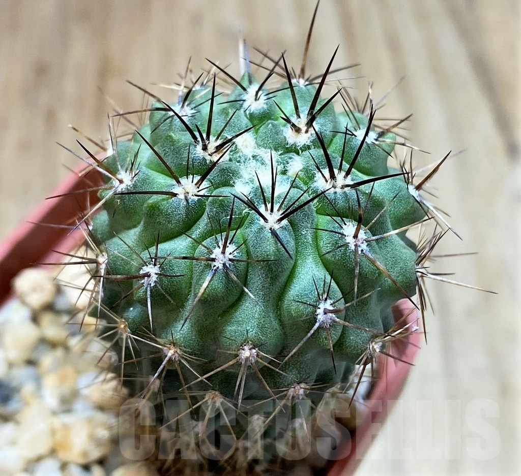 SH4926 Neochilenia aff. jussieui -Los Hornos-