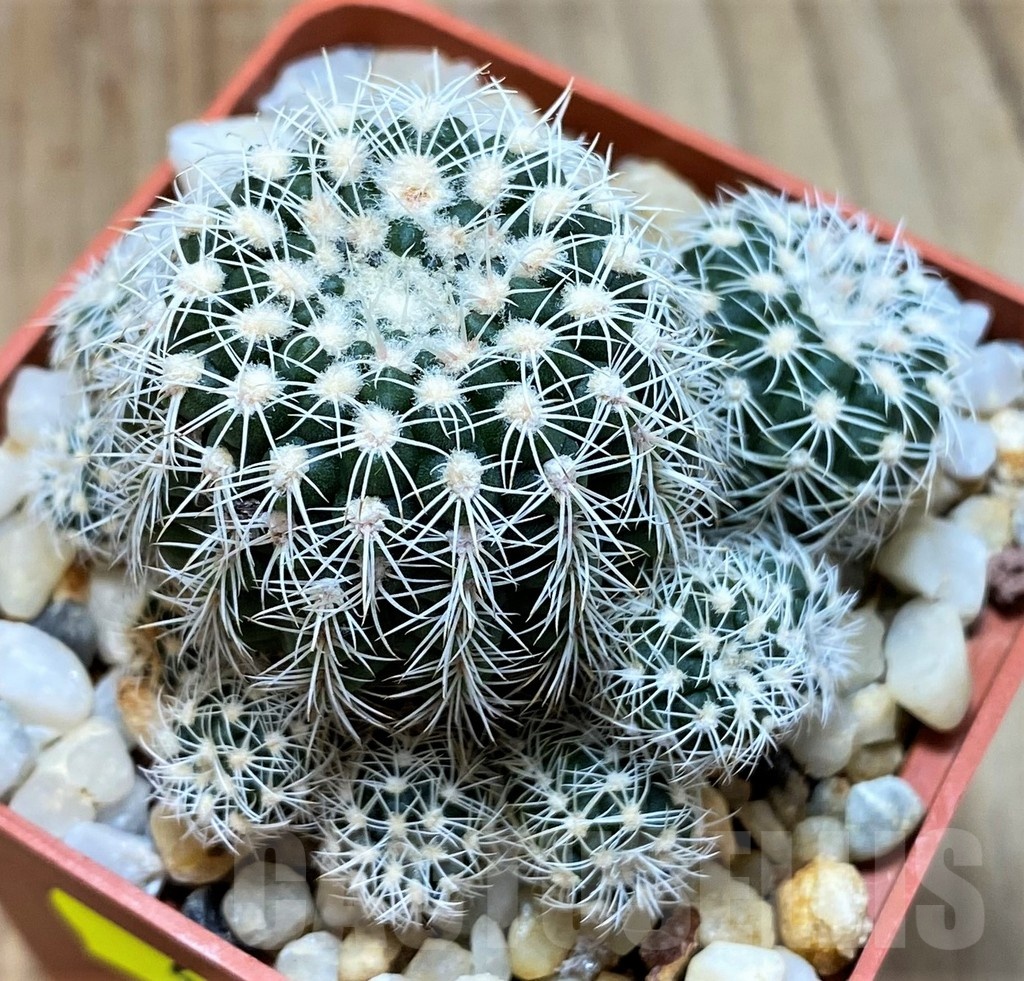 SH4952 Gymnocalycium bruchii LB 1085