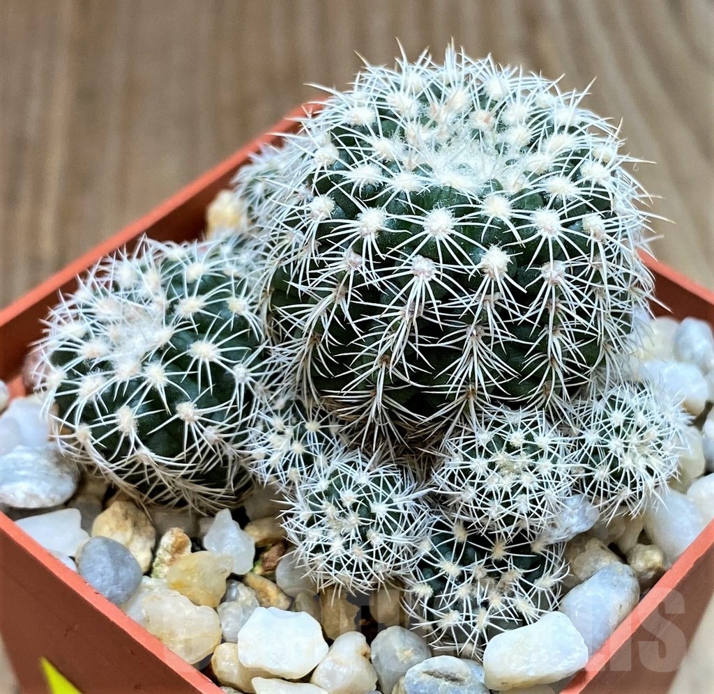 SH4952 Gymnocalycium bruchii LB 1085 - Image 2