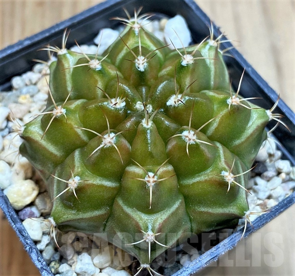 SH4961 Gymnocalycium mihanovichii ‘Neon’ hybrid, seedling