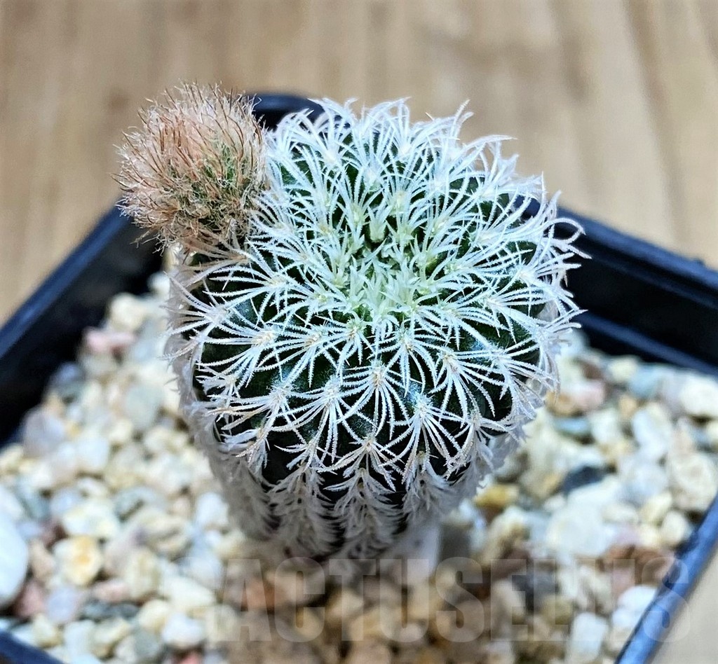 SH4968 Frailea densispina