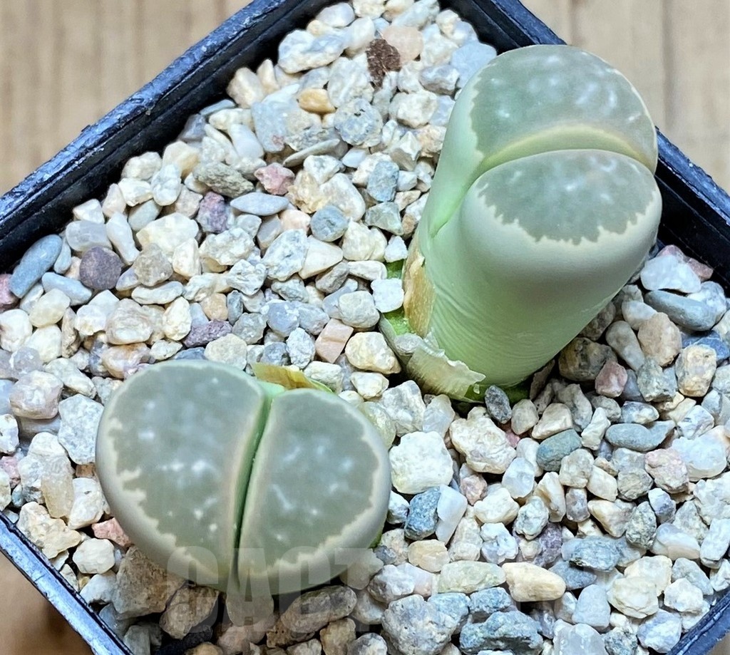 SH5060 Lithops olivacea