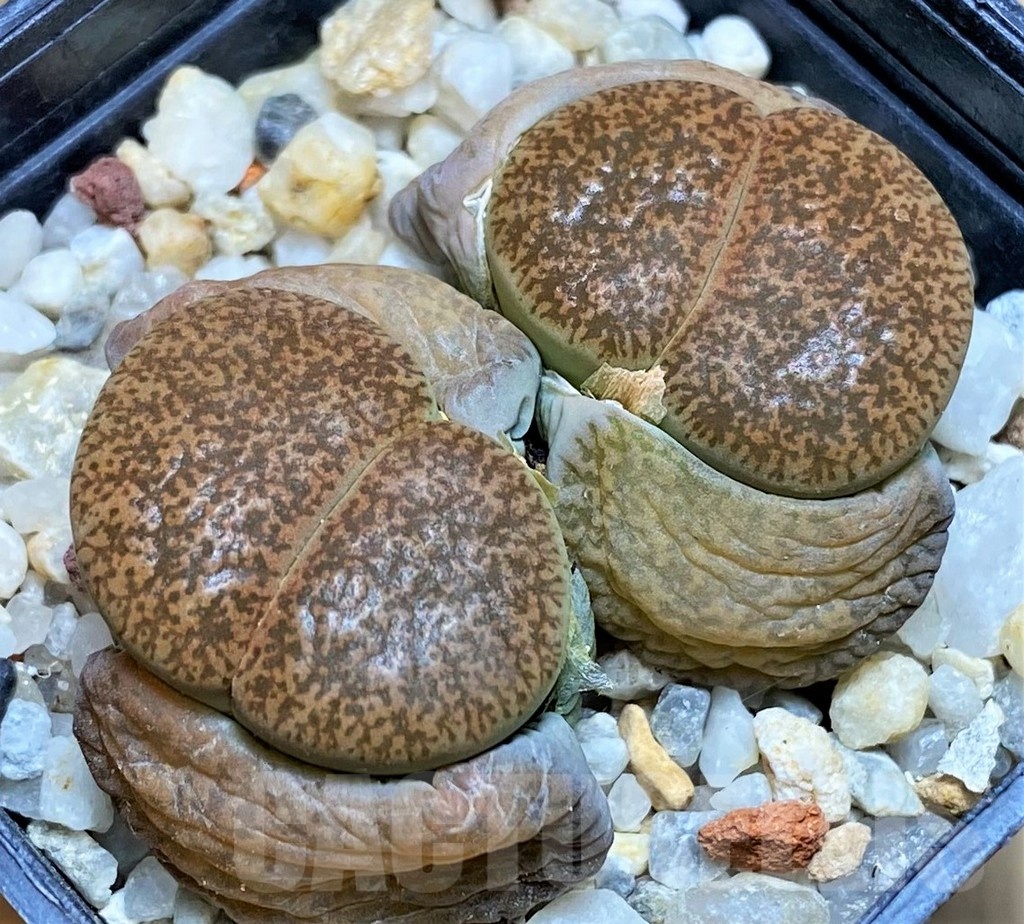 SH5063 Lithops lesliei v. mariae