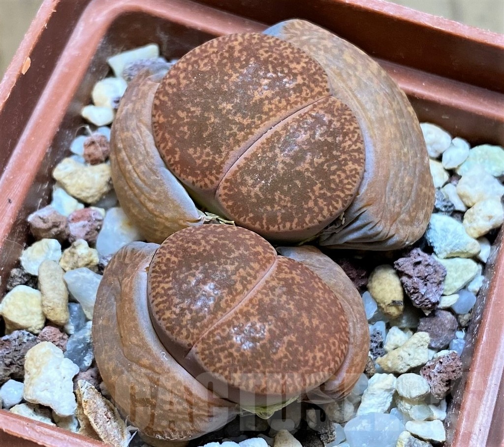 SH5066 Lithops lesliei -Warrenton-
