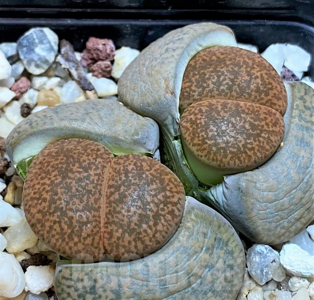 SH5069 Lithops lesliei v. mariae