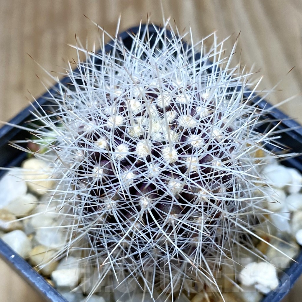 SH5190 Horridocactus eriosyzoides