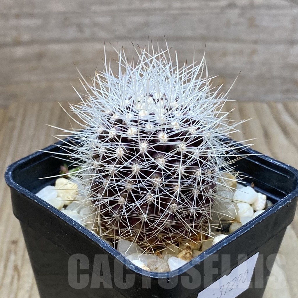 SH5190 Horridocactus eriosyzoides - Image 2