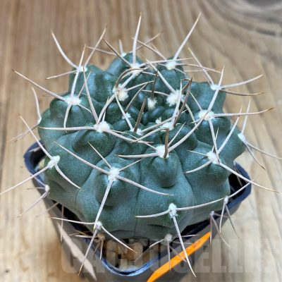 SH520 Gymnocalycium intertextum -Long spines-