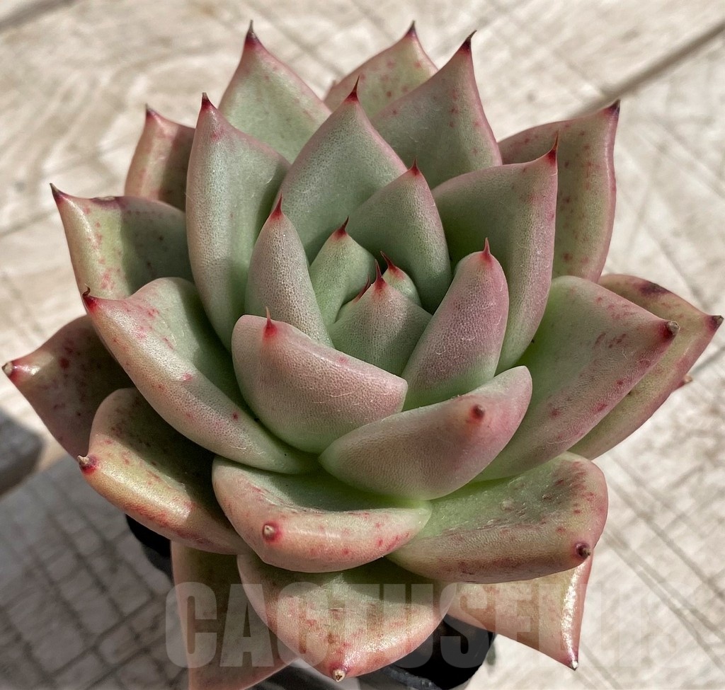 SH5339 Echeveria agavoides hybrid - Image 3