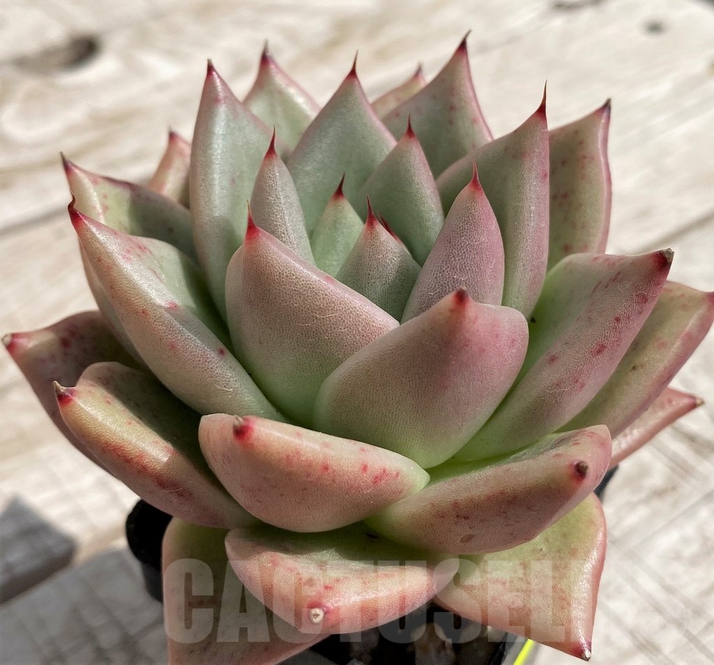 SH5339 Echeveria agavoides hybrid - Image 2
