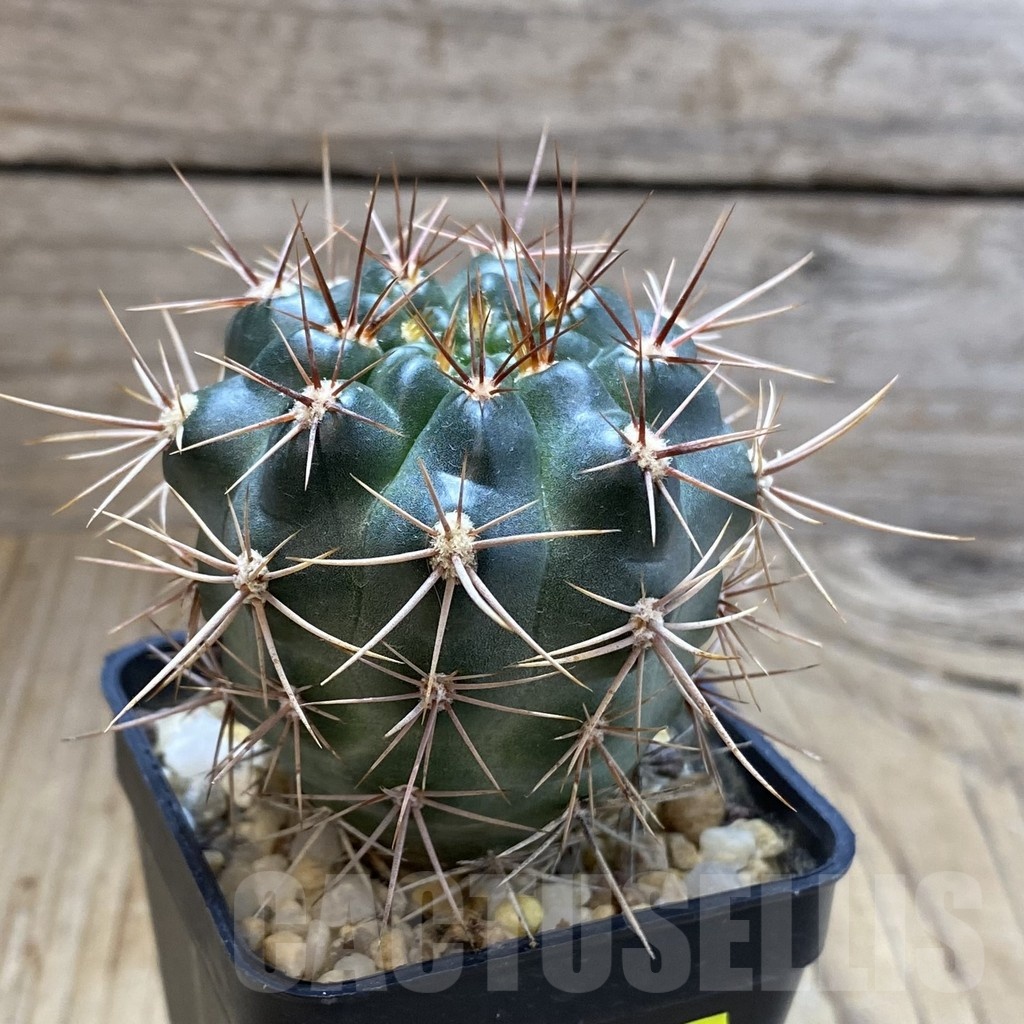 SH5432 Gymnocalycium neuhuberi - Image 2