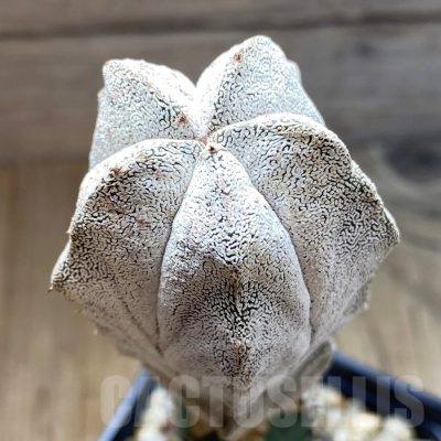 SH5436 Astrophytum myriostigma ‘Onzuka’, grafted