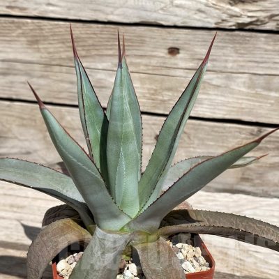 SH5531 Agave 'Blue emperor'