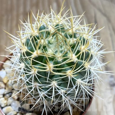 SH5553 Pyrrhocactus eriosyzoides seedling, grafted